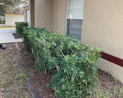 image_67198721