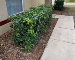 image_67218177