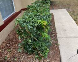 image_67234817