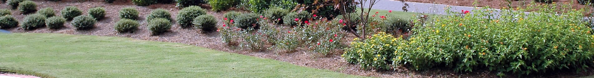 Hedge Pruning Services near me