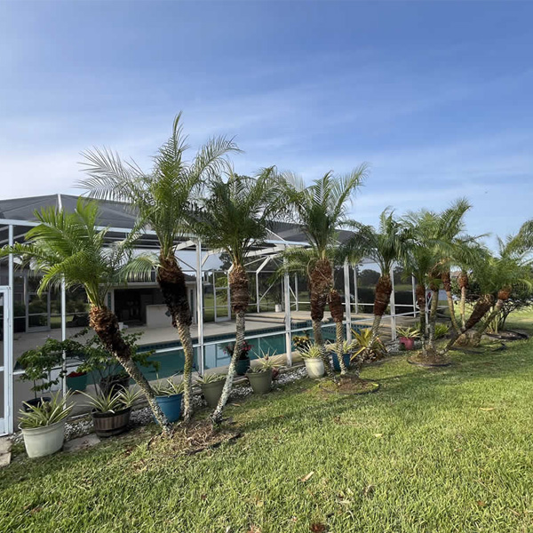 Palm Tree & Shrub Trimming