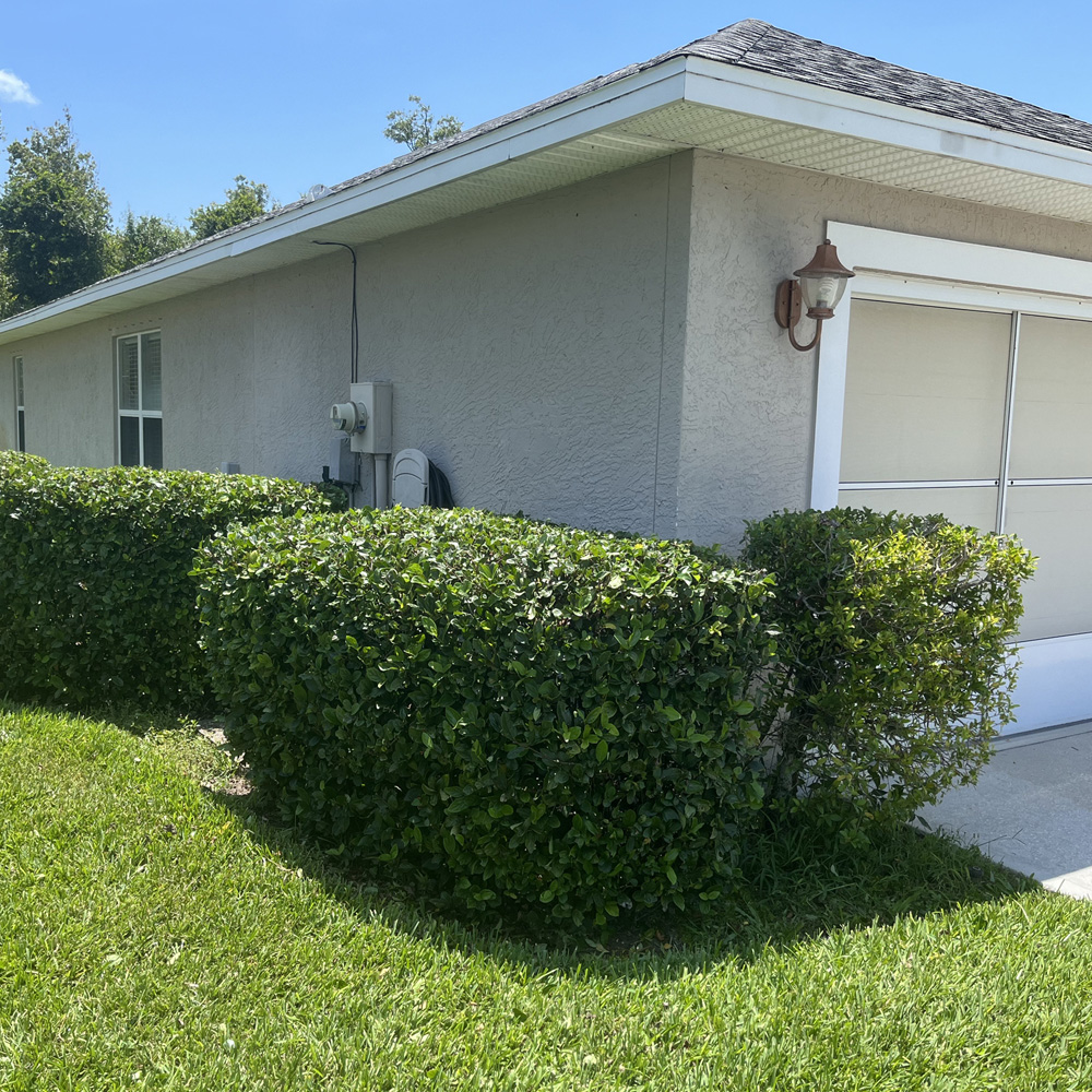 Palm Tree & Shrub Trimming Services