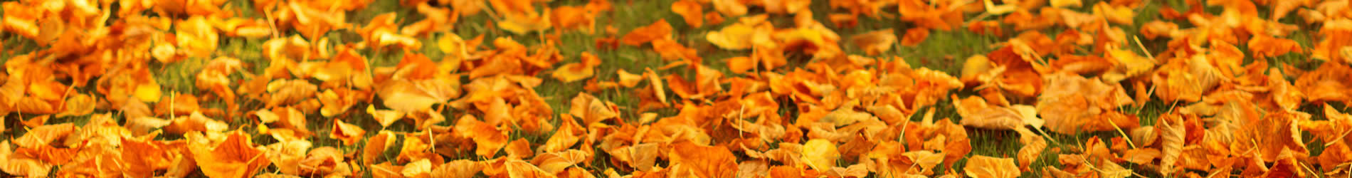 Yard Cleanup Services near me